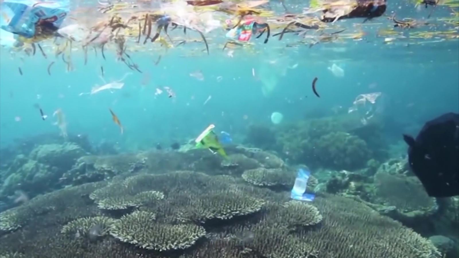 Bộ Sưu Tập ảnh ô nhiễm môi trường biển chất lượng 4K và số lượng hơn 999 hình ảnh